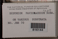 Didymium farinaceum image